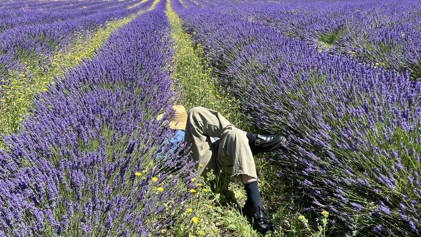 Person lying face-down in blooming lavender field wearing wide hat and boots, surrounded by purple and yellow wildflowers