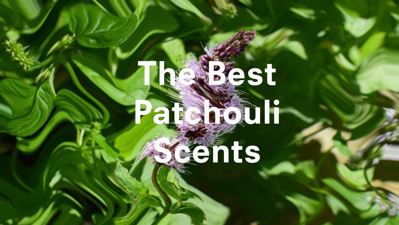 Close-up of patchouli flower against green background with text 'The Best Patchouli Scents'