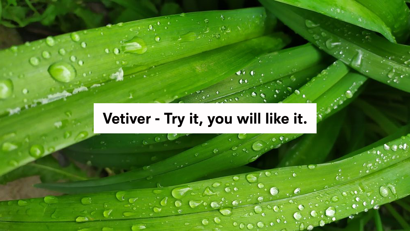Close-up of fresh green vetiver leaves with water droplets and text 'Vetiver – Try it, you will like it