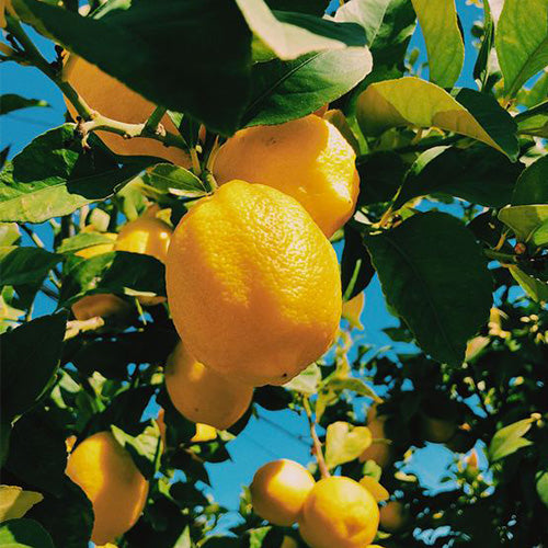 Citrus Fragrances by CRA-YON Parfums