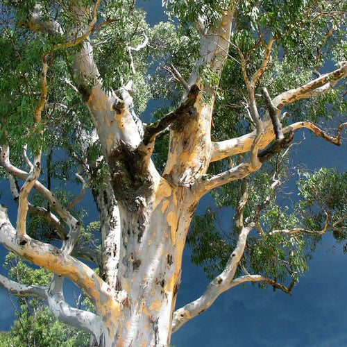 Fresh woody fragrances by CRA-YON Parfums